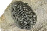 Multi-Toned Morocconites Trilobite Fossil With Austerops #354448-7